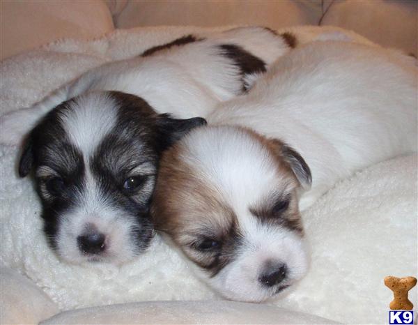 Coton De Tulear Puppies